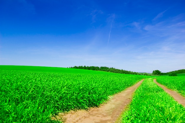 Camino de tierra en un campo verde