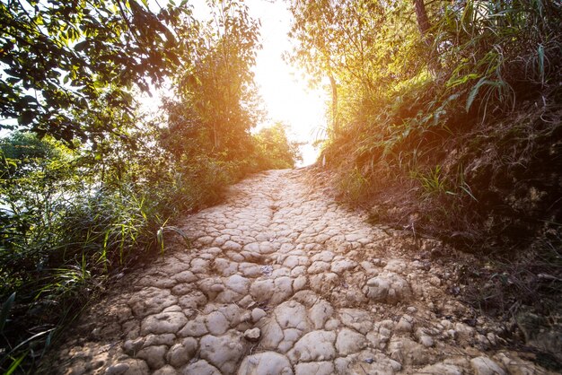 Camino de tierra en el campo