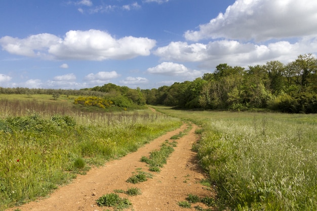 Camino de tierra en un hermoso y gran campo verde durante el día