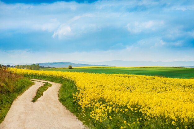 Camino de tierra junto a campos de colza en flor