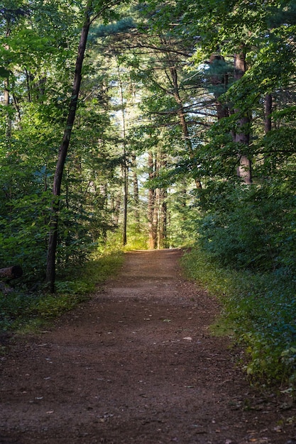 Camino de tierra en medio del bosque en un día soleado con árboles forestales en el fondo