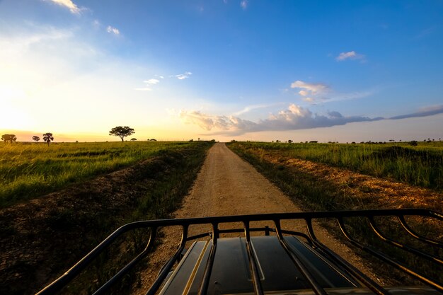 Camino de tierra en medio de un campo de hierba con árboles y un cielo azul