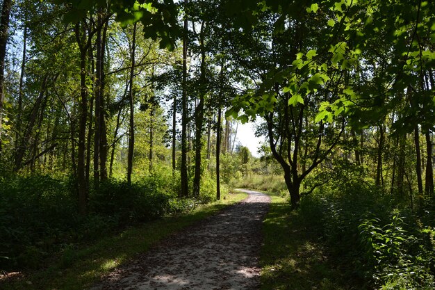 Camino de tierra parcialmente sombreado a través de árboles altos en el campo en un día soleado