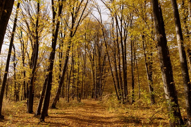 Camino a través del bosque de otoño