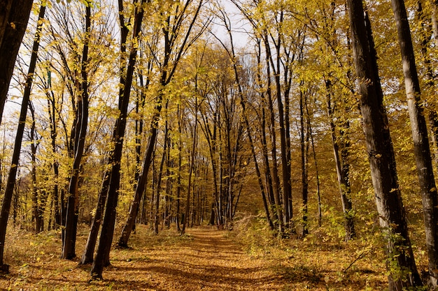 Camino a través del bosque de otoño