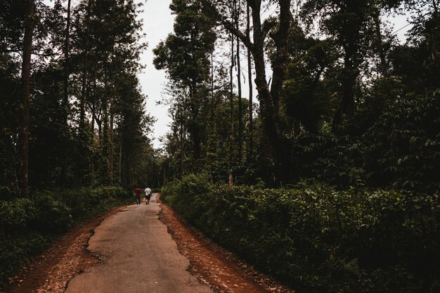 Un camino a través de un jardín verde.