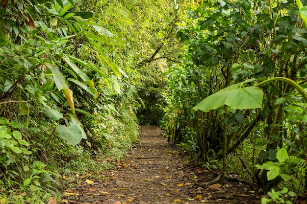 Camino vacío junto con árbol verde en la selva