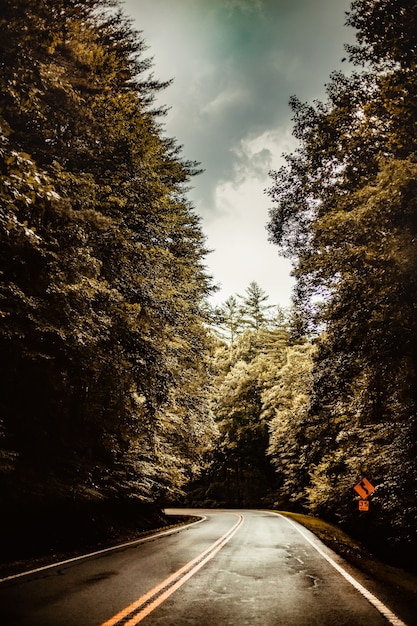 Foto gratuita camino vacío en medio del bosque