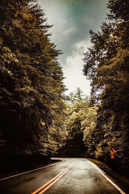 camino vacío en medio del bosque