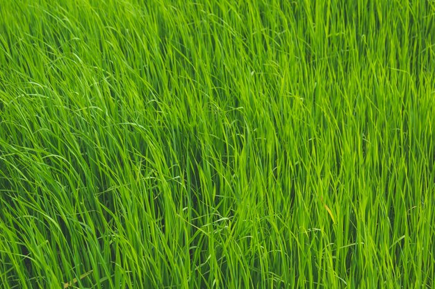 Campo abierto con hierba verde