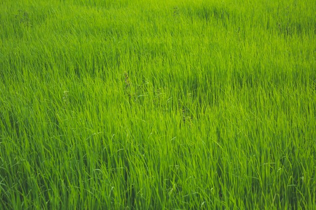 Campo abierto con hierba verde