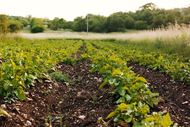 Foto gratuita campo agrícola de tiro largo