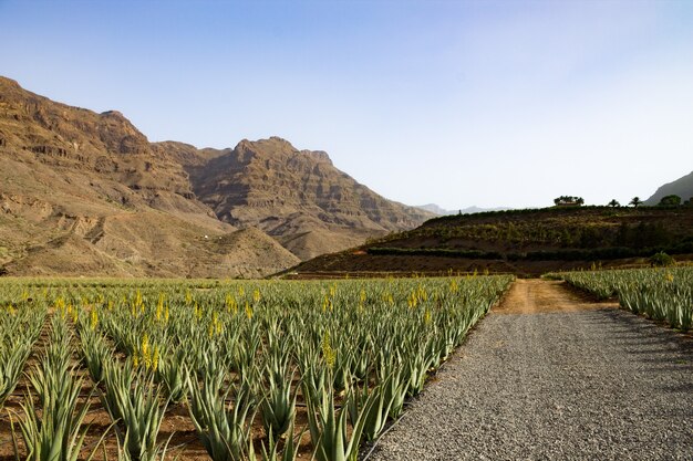 Campo de aloe vera con montañas