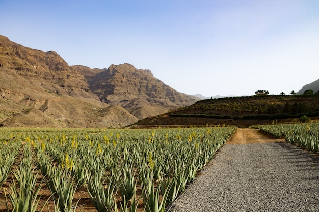 Campo de aloe vera con montañas