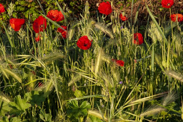 Campo de amapolas rodeado de vegetación bajo la luz del sol con un fondo borroso