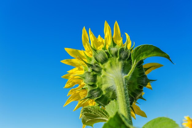 Campo amarillo de girasoles