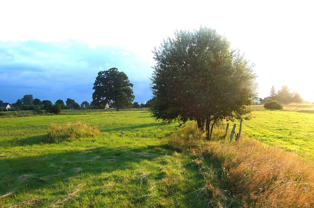 Campo con árboles y césped