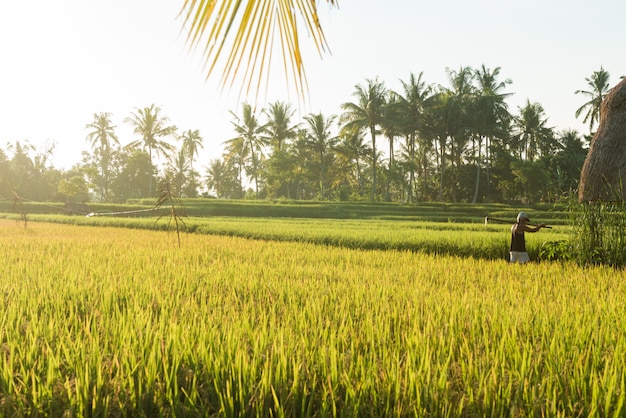 Campo de arroz en Bali