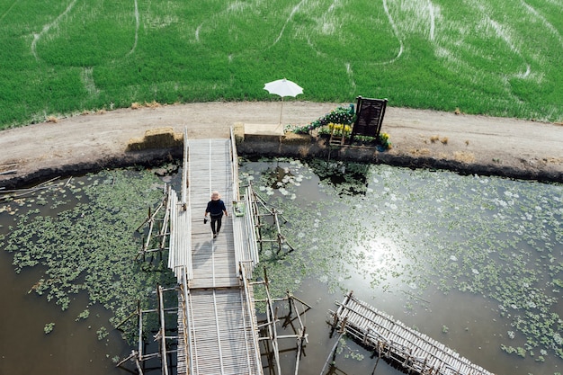 campo de arroz y gente en puente caminando en Tailandia