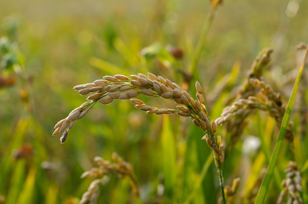 campo de arroz bajo la luz del sol