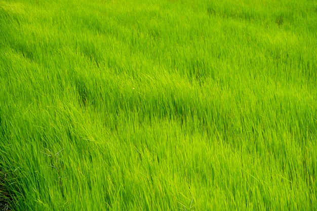 campo de arroz verde en Tailandia