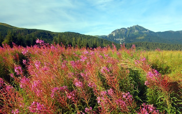 Campo con bonitas flores 