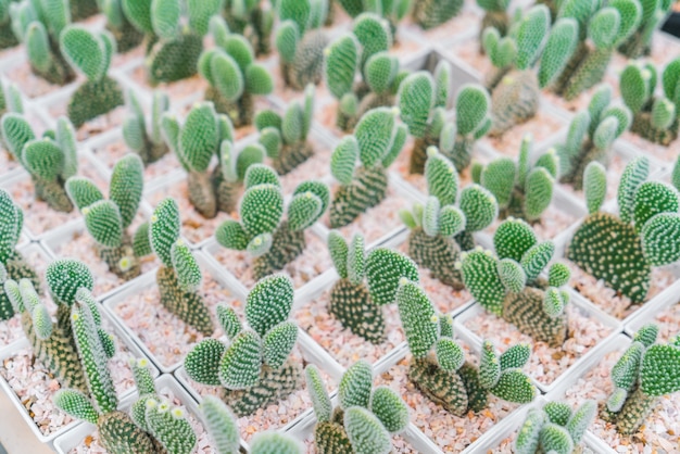 campo de cactus pequeño hermoso.