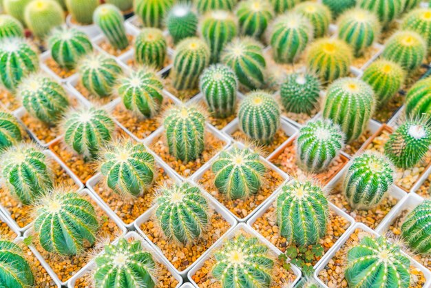 campo de cactus pequeño hermoso.