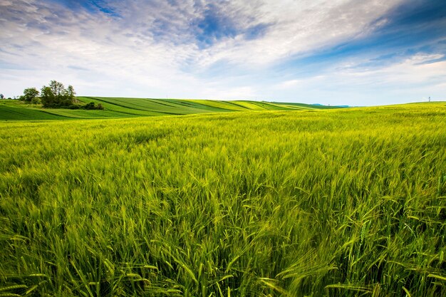 Campo de campo, día soleado en el campo