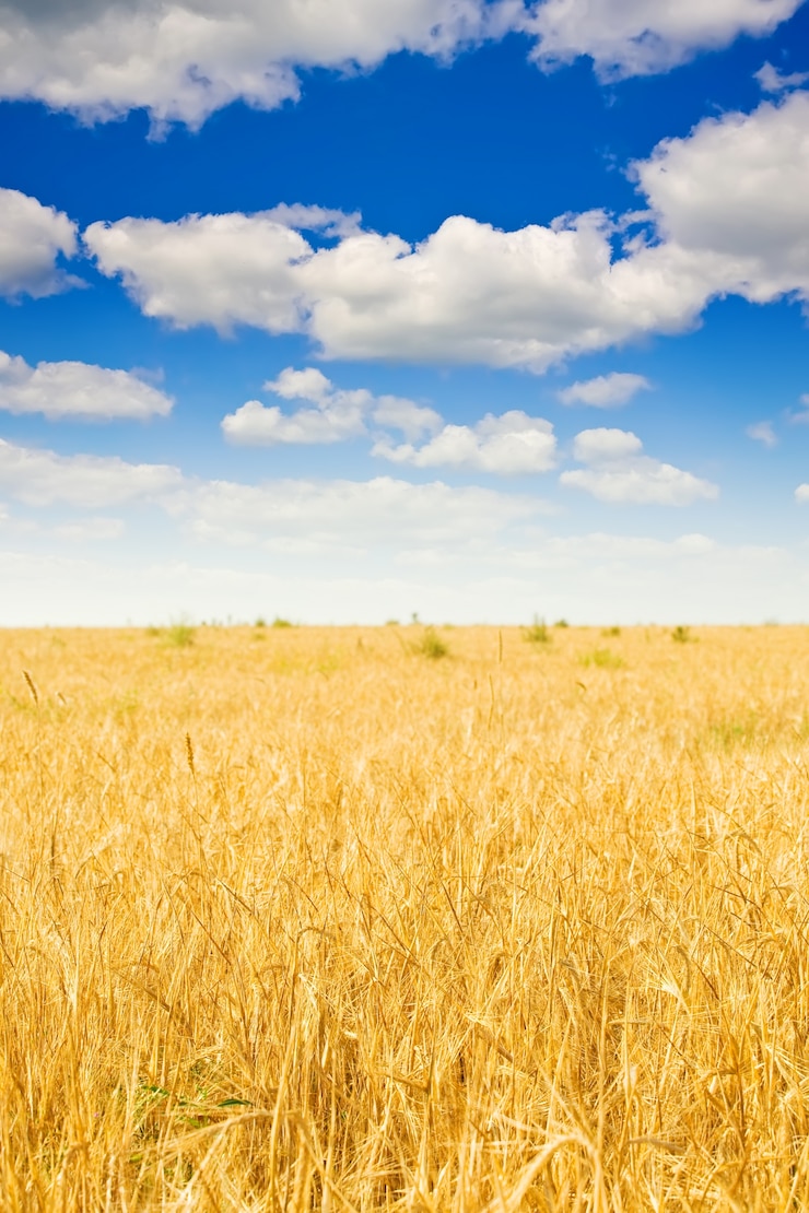 Foto gratuito campo de centeno y cielo nublado