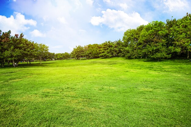 Campo con césped y nubes