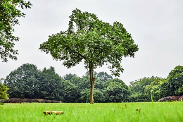 Campo con césped verde y árboles