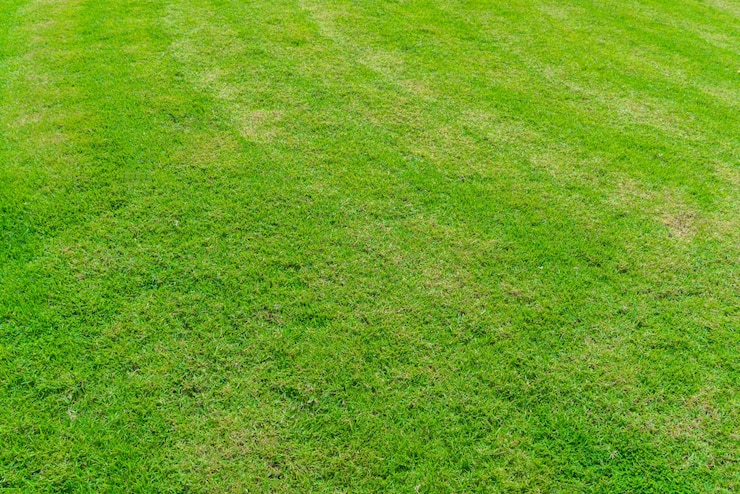 Foto gratuito campo de césped