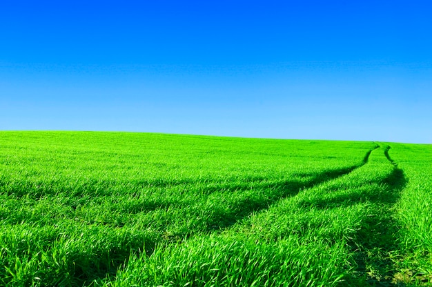 Campo con cielo azul