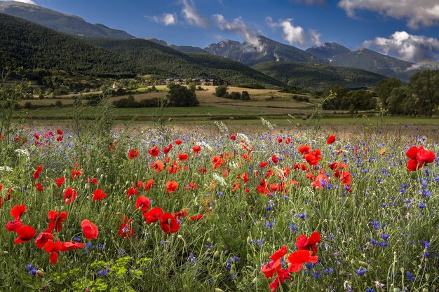 Campo cubierto de amapolas rojas rodeado de montañas bajo la luz del sol