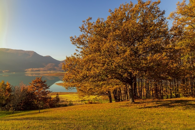 Campo cubierto de árboles y hojas secas con un lago en la escena bajo la luz del sol en otoño