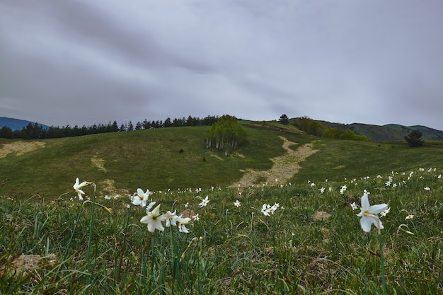 Campo cubierto de hierba y flores con colinas bajo un cielo nublado