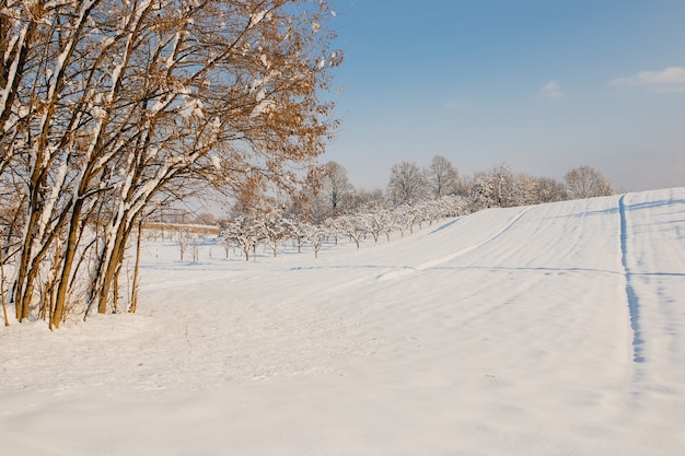 Campo cubierto de nieve y árboles bajo la luz del sol y un cielo nublado en invierno