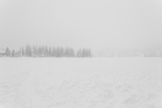 Campo cubierto de nieve y bosque en tormenta de nieve