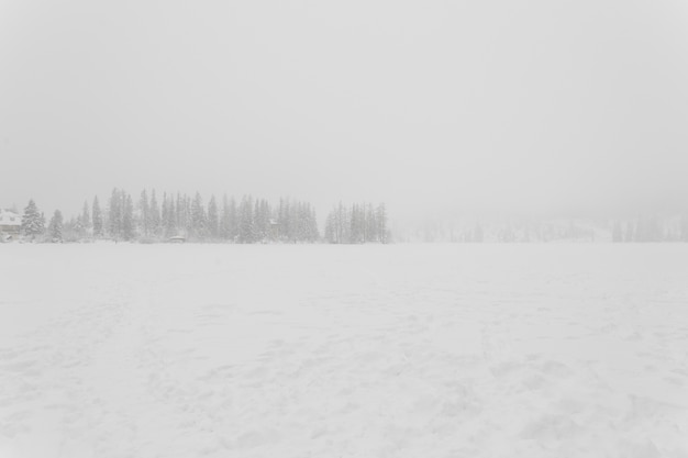 Campo cubierto de nieve y bosque en tormenta de nieve