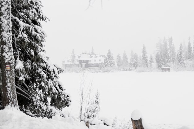 Campo cubierto de nieve y bosque