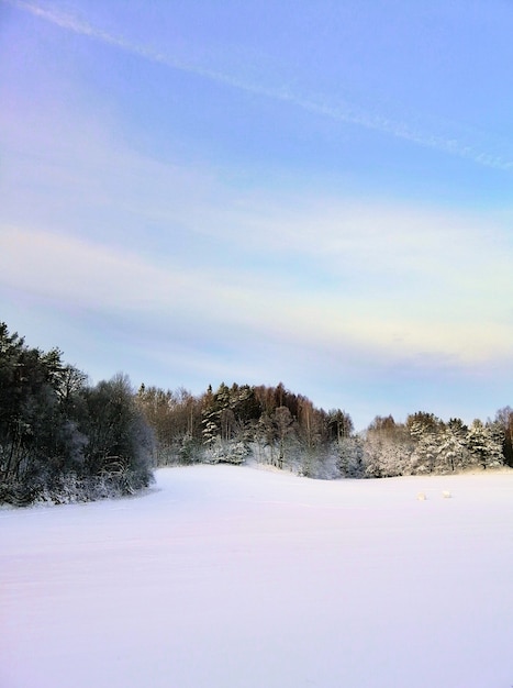 Campo cubierto de nieve rodeado de vegetación bajo la luz del sol en Larvik en Noruega