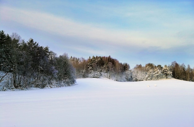 Campo cubierto de nieve rodeado de vegetación bajo la luz del sol en Larvik en Noruega