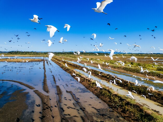 Campo cubierto de vegetación y agua con garcetas bueyeras volando por encima de ellos bajo la luz del sol