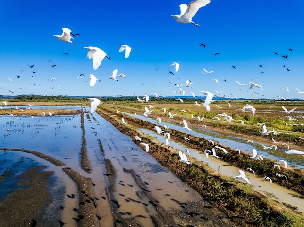 Campo cubierto de vegetación y agua con garcetas bueyeras volando por encima de ellos bajo la luz del sol