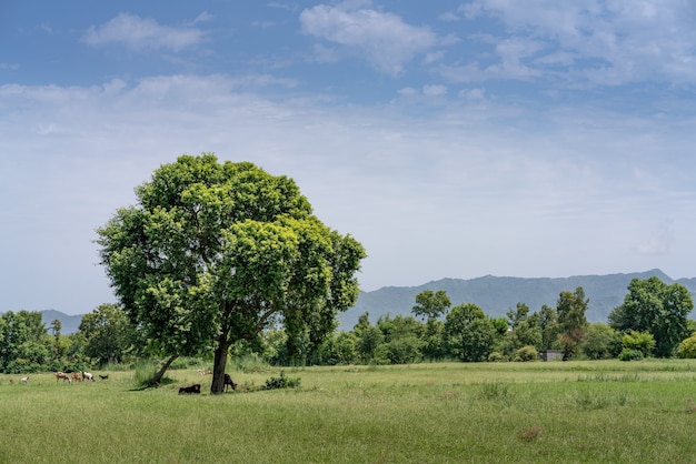 Foto gratuita campo cubierto de vegetación bajo un cielo nublado azul y la luz del sol