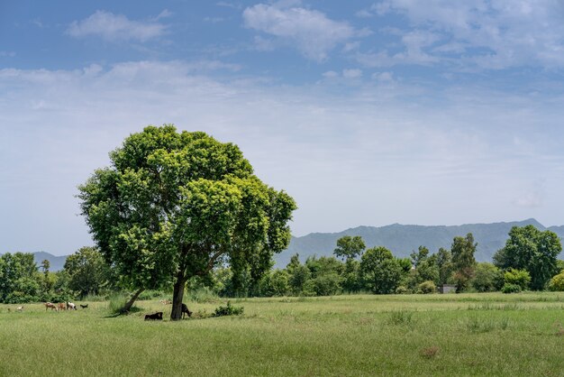 Campo cubierto de vegetación bajo un cielo nublado azul y la luz del sol