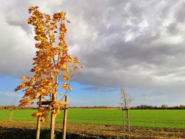 Campo cubierto de vegetación bajo un cielo nublado durante el otoño en Stargard en Polonia