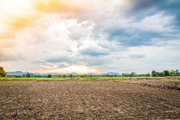 Campo cultivado al atardecer