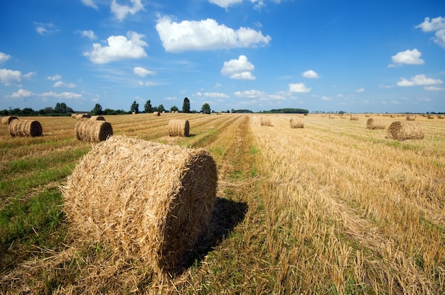 Campo de cultivo con bolas de heno